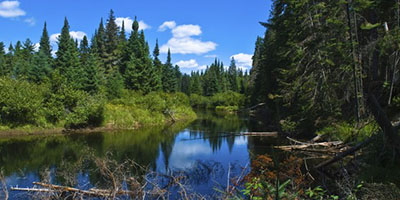 Algonquin Park In-Depth: Three Day Spring Tour