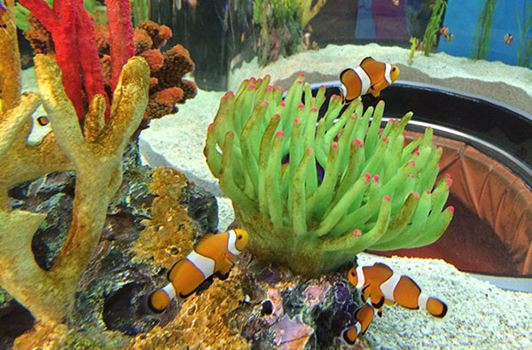 clownfish