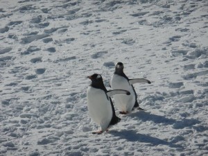 Penguins